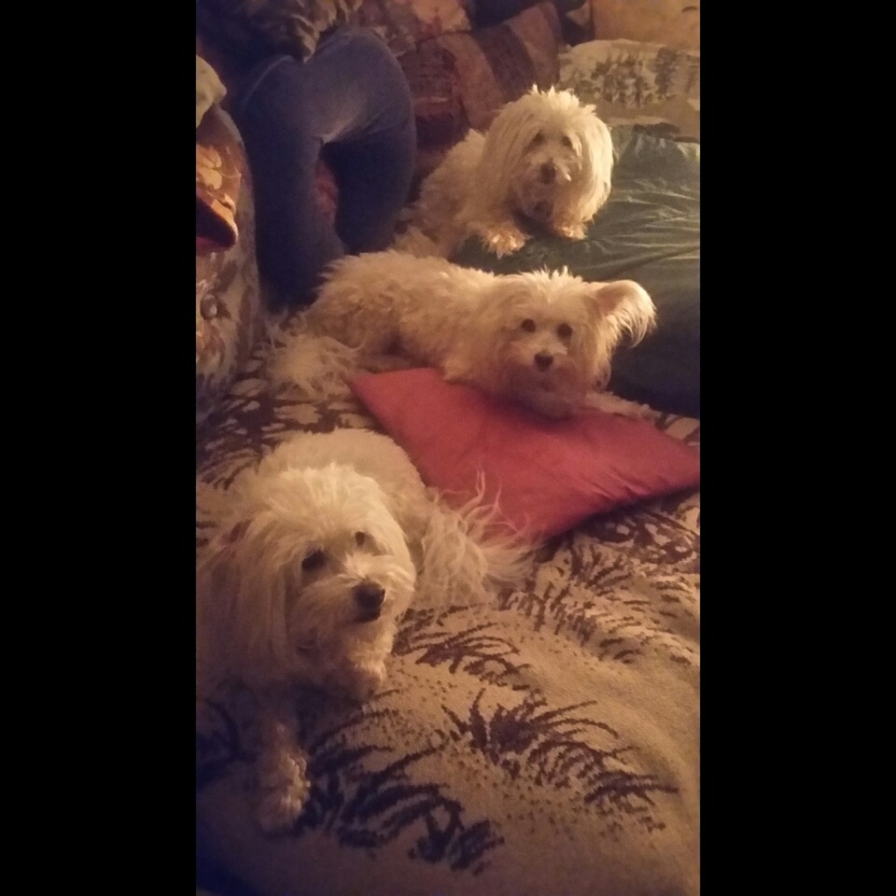 🌟 Eskipoohs 💕 Bella, Teddi, Echo 🌟...